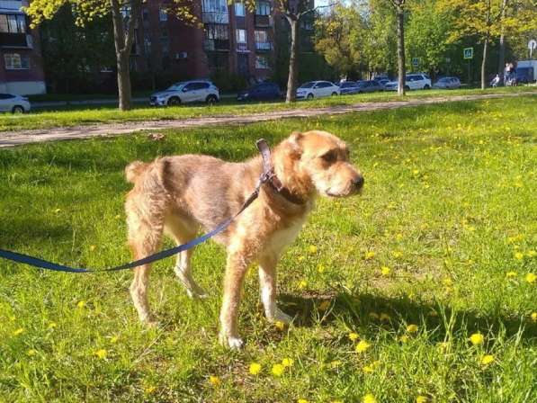 Уникальный интеллигентный пёс в Санкт-Петербурге фото 10