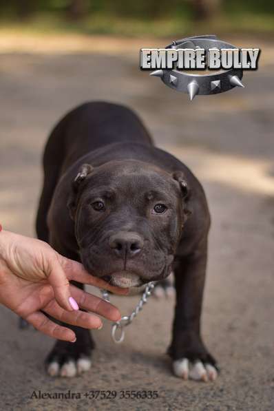 Американский булли. Щенки в фото 6