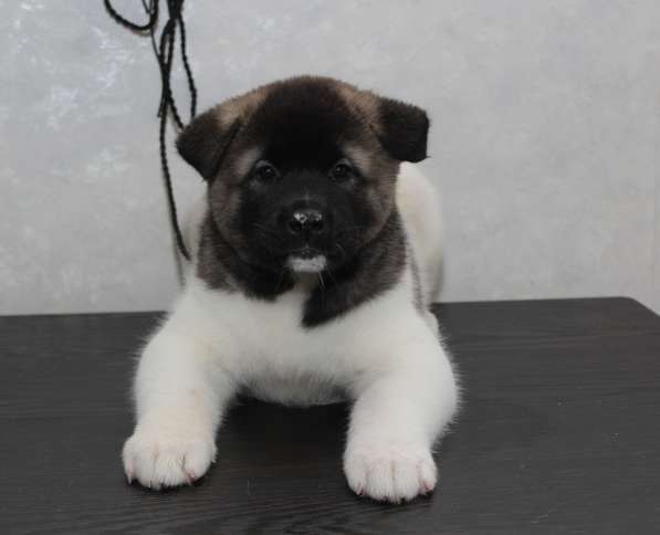 Щенки американская акита, с документами в Перми фото 4