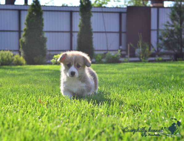 Вельш Корги Пемброк в Воронеже фото 10