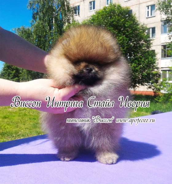 Три шикарные шпице-девочки в Москве фото 5