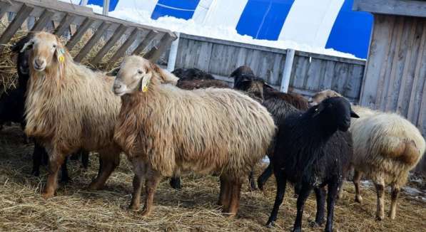 Племенные овцы породы Эдильбаевская (из Европы класса Элита) в фото 7