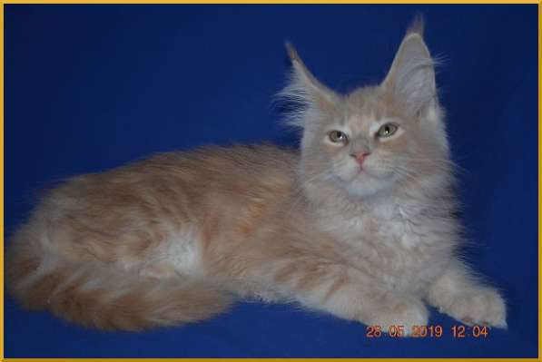 Великолепные котята мейн-кун из питомника в Волгограде фото 242