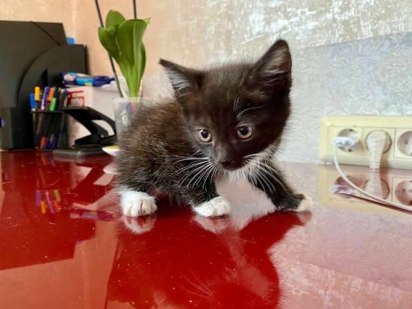 Котенок Шошу - лучистое счастье в дар в Москве фото 4