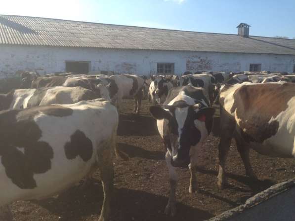 Коровы дойные черно-пестрые в Магнитогорске фото 8