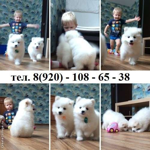 Шикарные самоеды