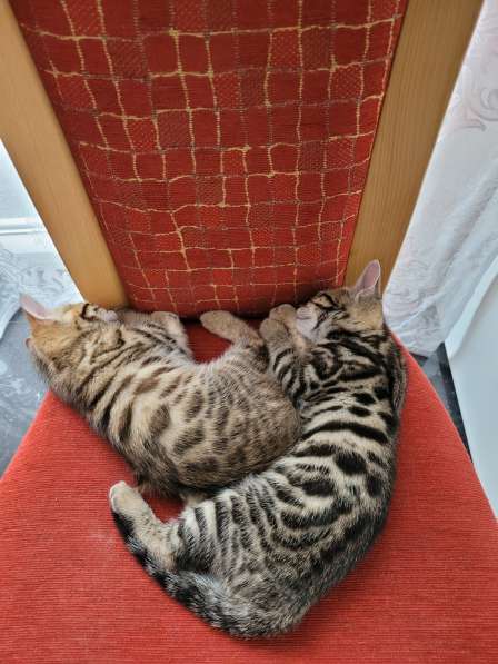 Продаются бенгальские котята смешанной породы в 