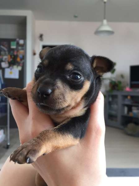 Щенок той терьер в Москве фото 12