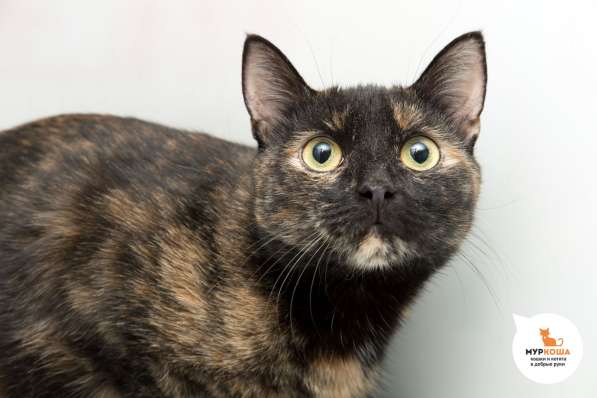 Скоро ли Терра встретит своего человека в Москве фото 3