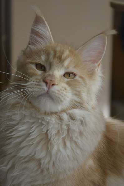 Мейн-кун котёнок в фото 10