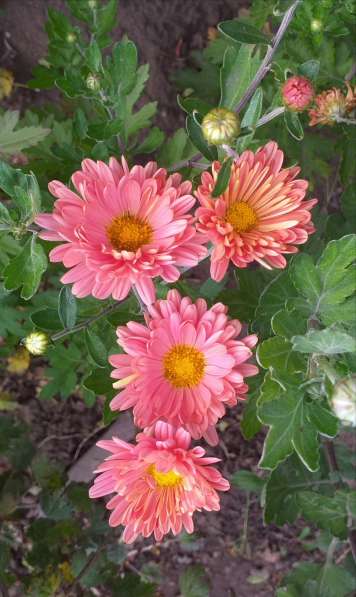 Передержка животных в Бердске