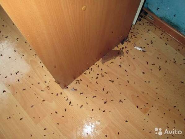 Уничтoжение клoпов, тараканов, блох в Москве фото 3