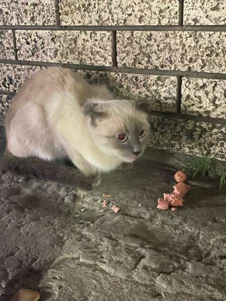 Вислоухая кошка в Махачкале