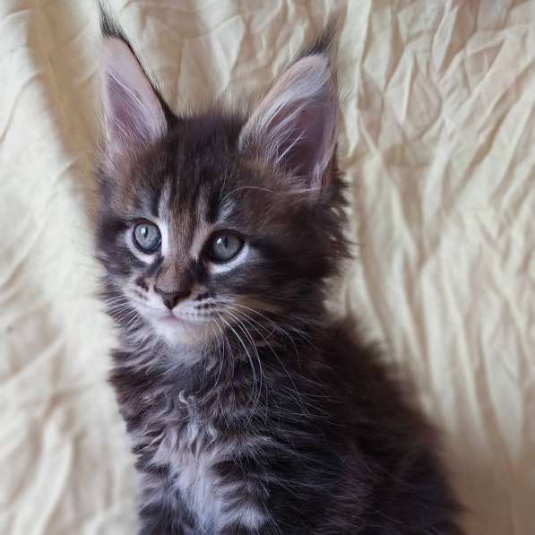 Продажа котят мейн-кун в Омске фото 20