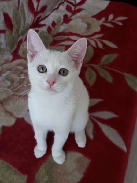 В добрые руки в Саратове фото 9