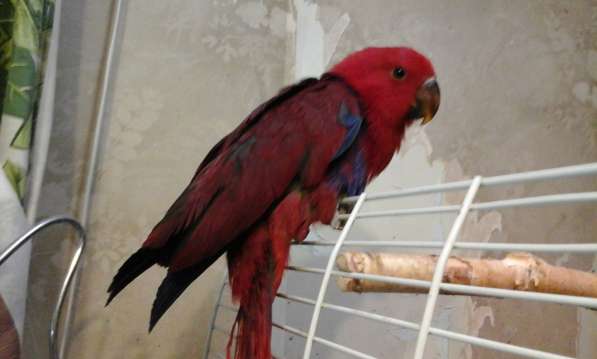 Птенец благородного попугая (эклектуса) в фото 3