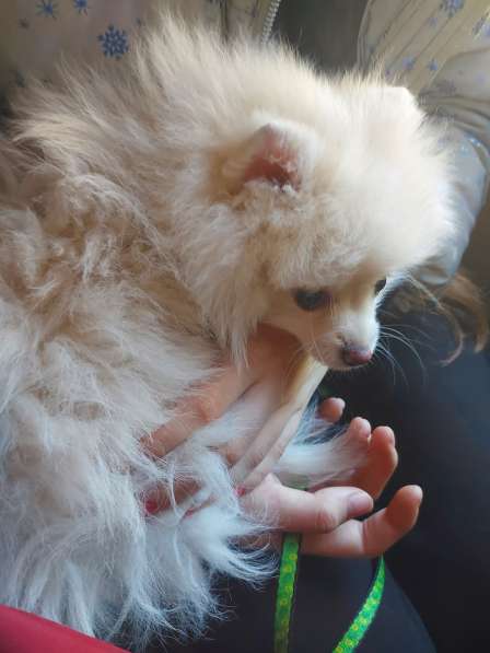 Zwergspitz Welpen (Pomeranian) в 
