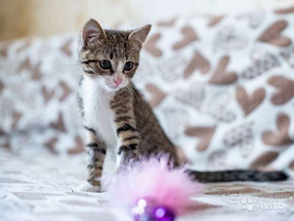 Полосатый позитив, чудесный домашний котенок Пайпер в Москве фото 4