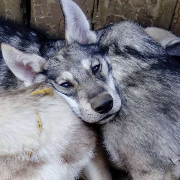 Щенки собаки Сарлоса (Saarloos Wolfdogs) в Москве фото 5