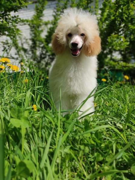 Пудель в Москве фото 8