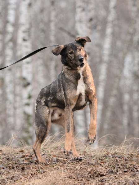 Надёжный Друг Курт ищет семью в Москве фото 53