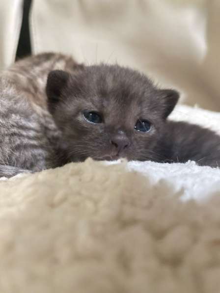 For sale kittens: half scottish fold, born in May 2023 в Москве фото 5