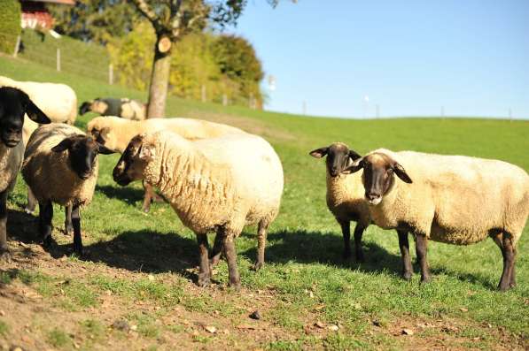 Племенные овцы Суффолк (Скот из Европы класса Элита) в фото 7