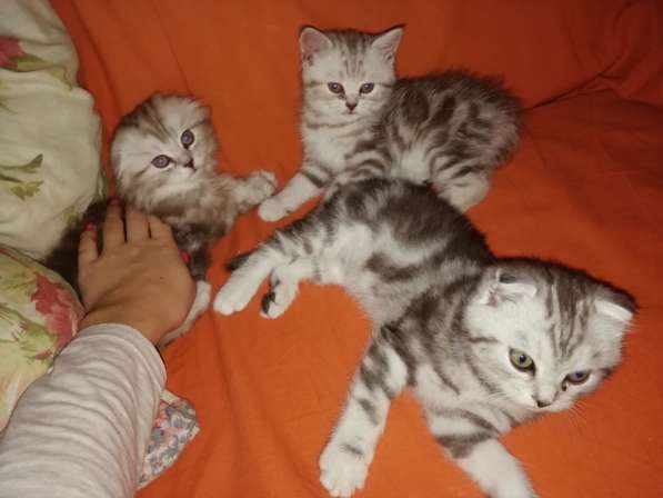 Продается кошечка в Анапе фото 9