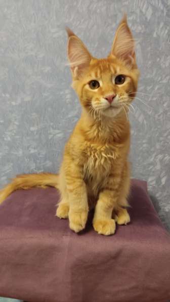 Продажа породистых котята породы Мейн-кун в Москве фото 9