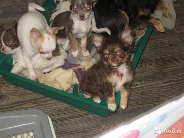 ЧИХУАХУА в Калуге фото 7