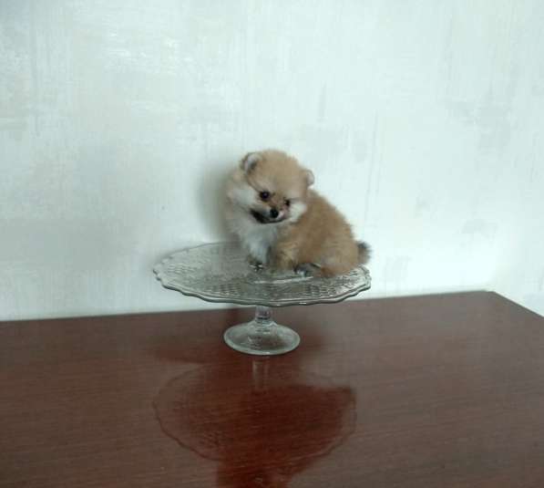 Щенки нано шпица в Москве