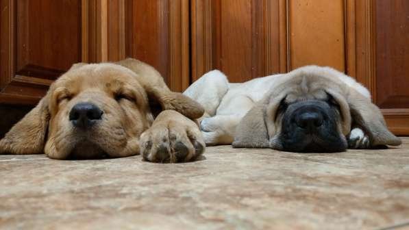 Puppies of Spanish Mastiff в фото 4