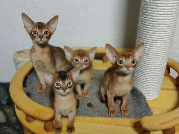 Абиссинские котята с родословной!