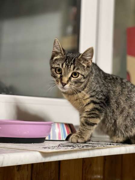 Молодой полосатый котенок Тигра ищет дом в Москве