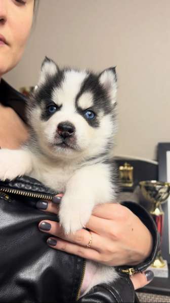 Pomsky Puppys