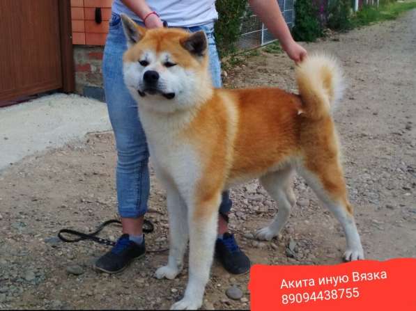 Акита ину кобель в Армавире фото 3
