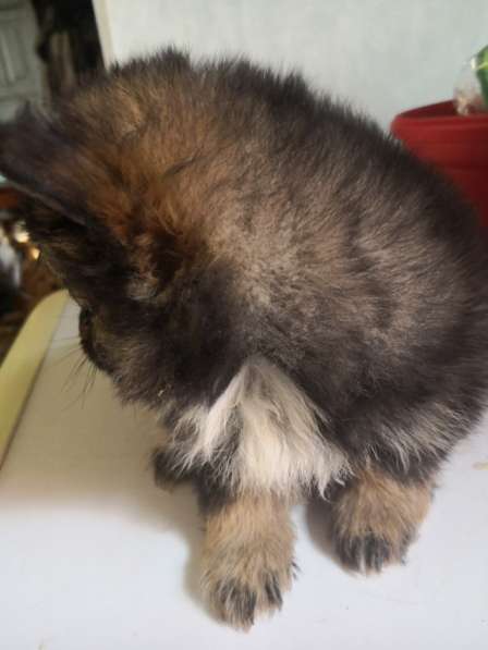 Щенок померанского шпица- микро - медвежонок в фото 31