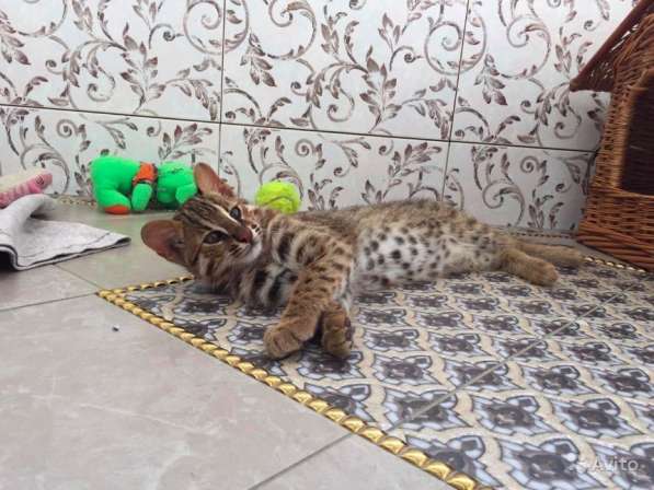 Азиатский котенок Северный подвид бенгальских в Москве фото 10