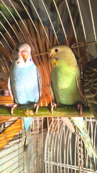 Волнистые попугаи -Птенцы в Мытищи фото 4
