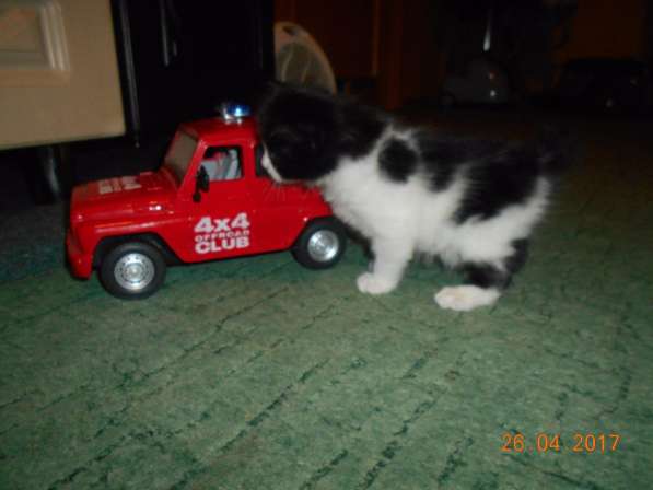 Котенок порода Курильский бобтейл в Москве фото 21