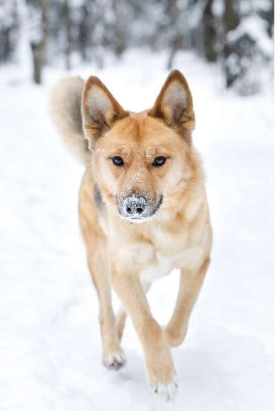 Надёжный, ласковый, весёлый друг - собака Лиса! Ищет дом в Москве фото 7