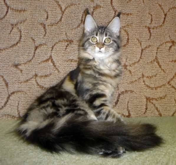 Апельсинки к Новому Году в Рязани фото 105