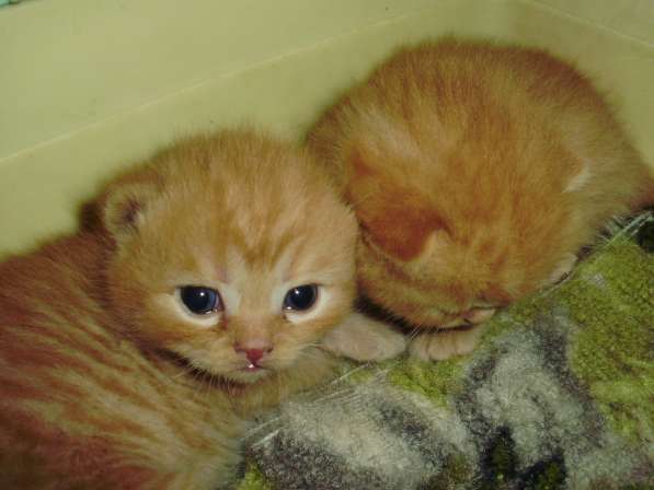 Разноцветные британские котята в Краснодаре фото 6