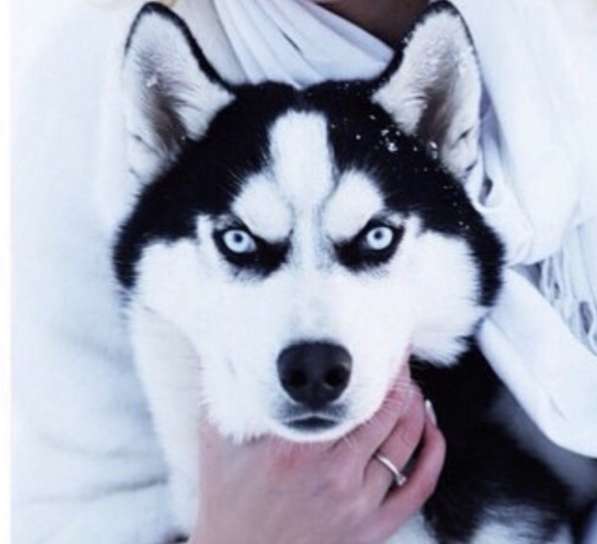 Продажа породистых щенков Хаски в Москве фото 4