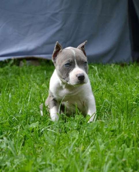 Шикарные милые щенки Амстаффа 2 месяца ркф в Москве фото 3