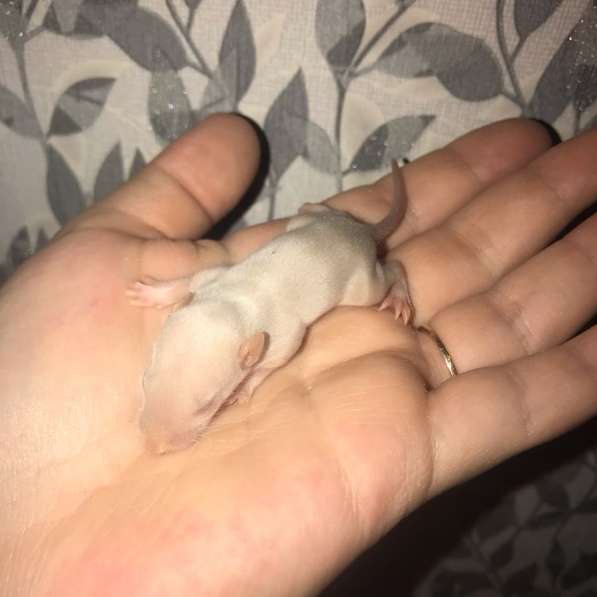 Крысы крысята продажа в Химках