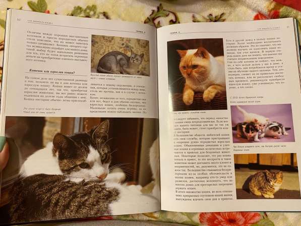 Книга «кошки» в Санкт-Петербурге фото 4