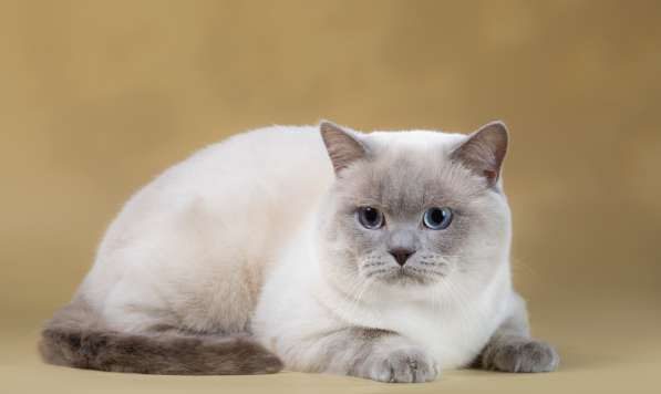 Шикарный молодой Британский кот Шоу-класса в фото 4