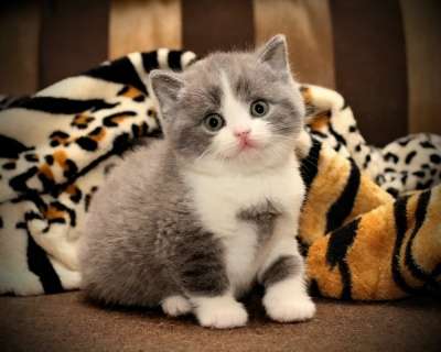 Настоящие британские котята! в Москве фото 5