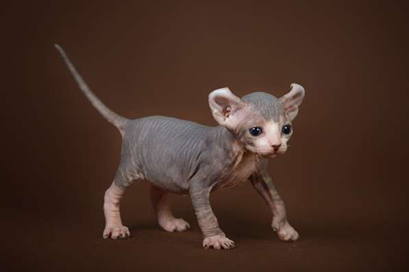 Питомник канадских сфинксов, эльфов, бамбино в Самаре фото 14